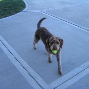 Meet your Posher, Chad